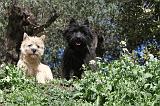 CAIRN TERRIER 088